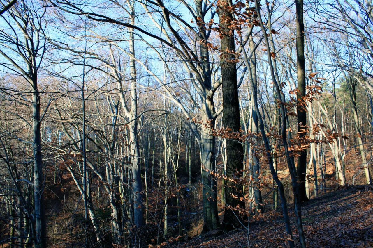 Ferienwohnung Natur Und Kunst Dresde Exterior foto