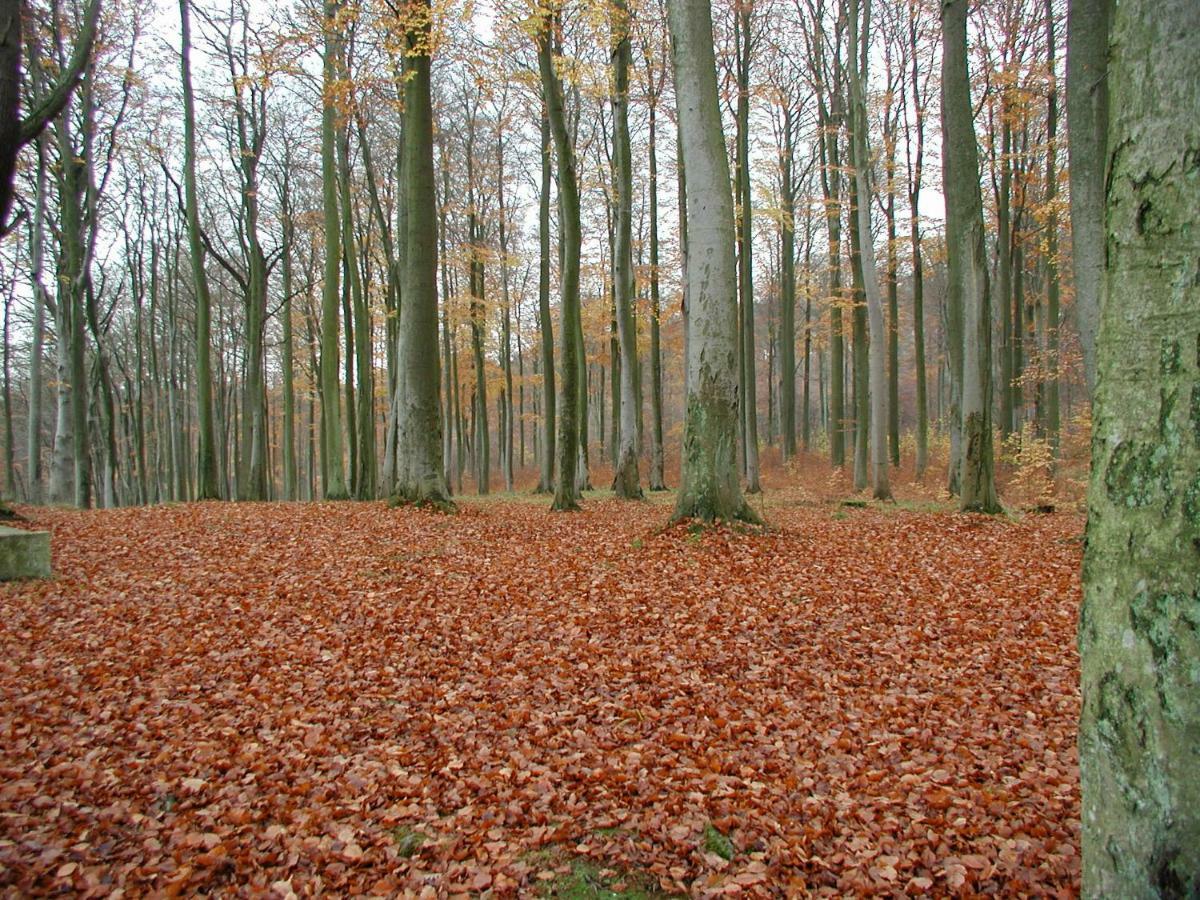 Ferienwohnung Natur Und Kunst Dresde Exterior foto